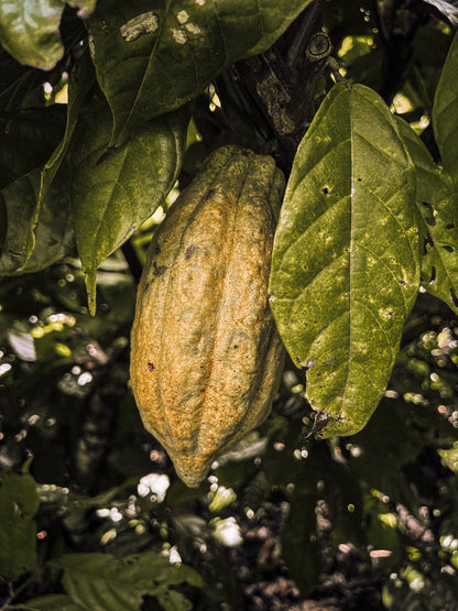 Tierra de Luz - Costa Rica