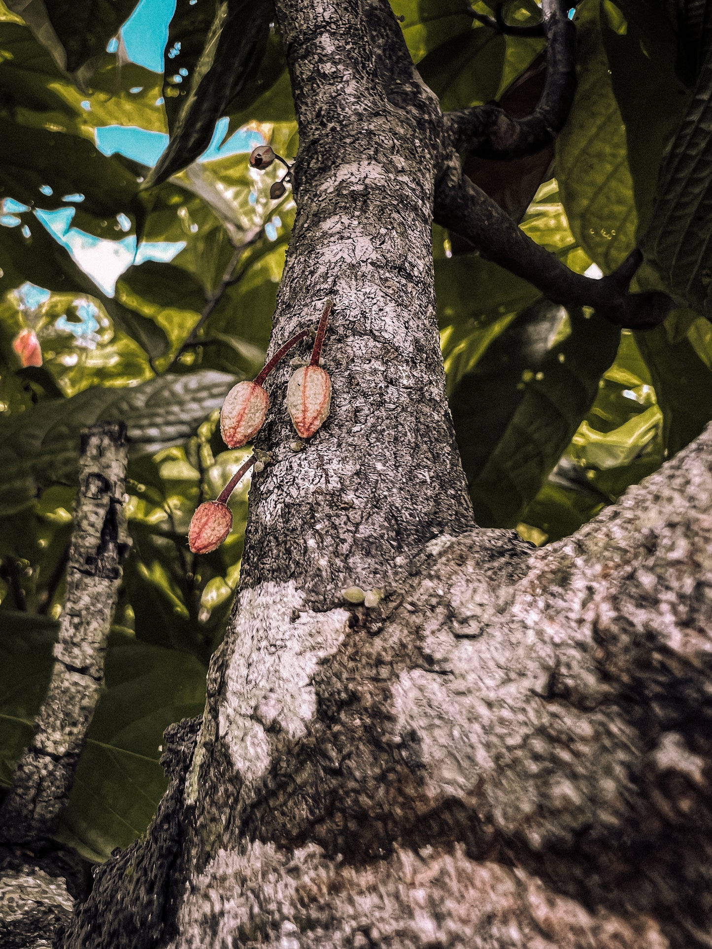 Tierra de Luz - Costa Rica