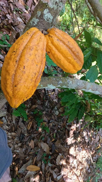 Katzhildli Kakao der Kogi